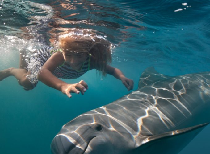 Delfin Haus Dolphin House Schnorchelausflug ab Hurghada