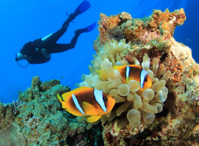 Tauchen Scuba Diving Padi Course Anfängerkurs ab Hurghada