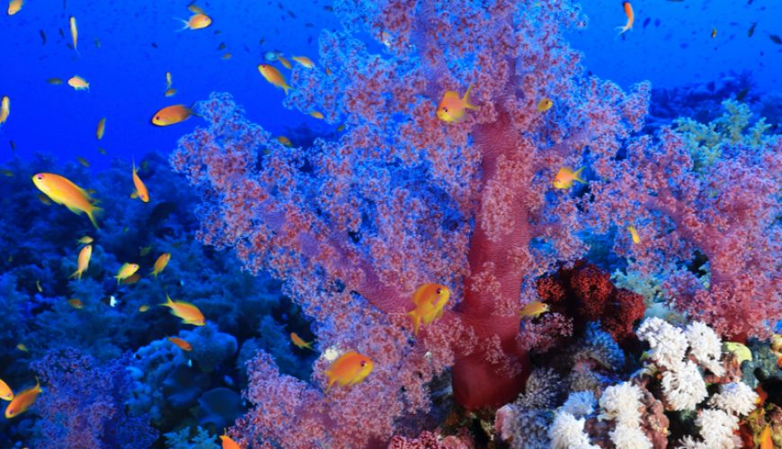 Das Rote Meer