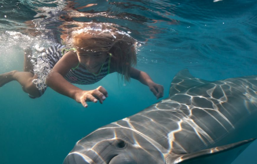 Delfinhaus Dolphin House Schnorcheltour Hurghada El Gouna 