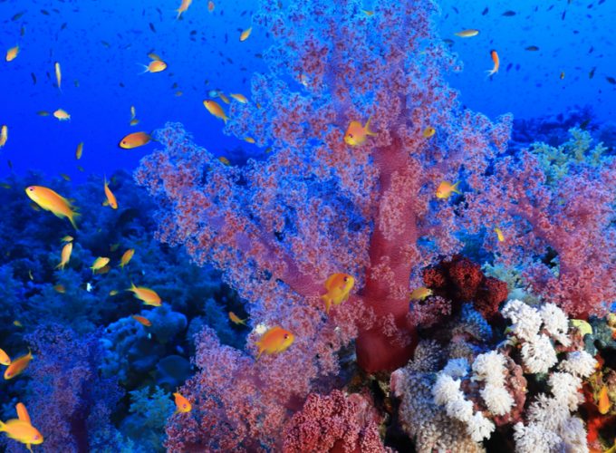 Wracktauchen Tagesausflug ab Hurghada