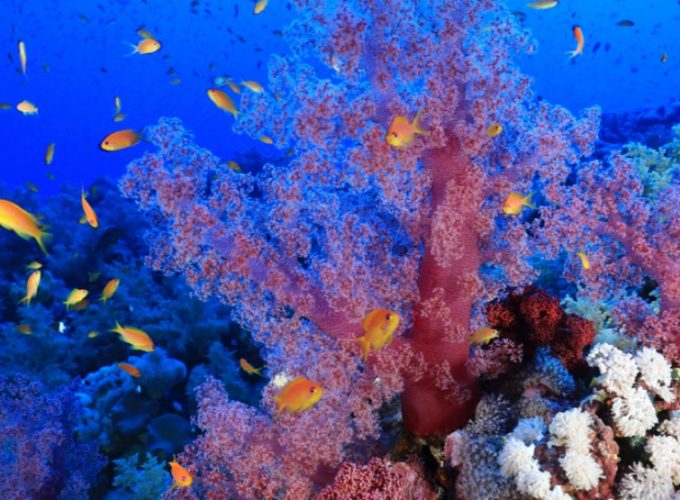 Wracktauchen Ägypten – Wracktauchen Hurghada ab El Gouna