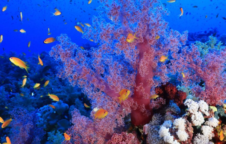 Wracktauchen Ägypten Tauchen Hurghada ab El Gouna