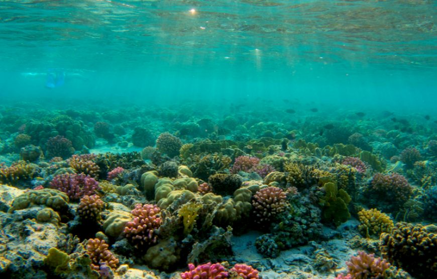 Tauchen Scuba Diving 2 Tauchgänge ab Hurghada