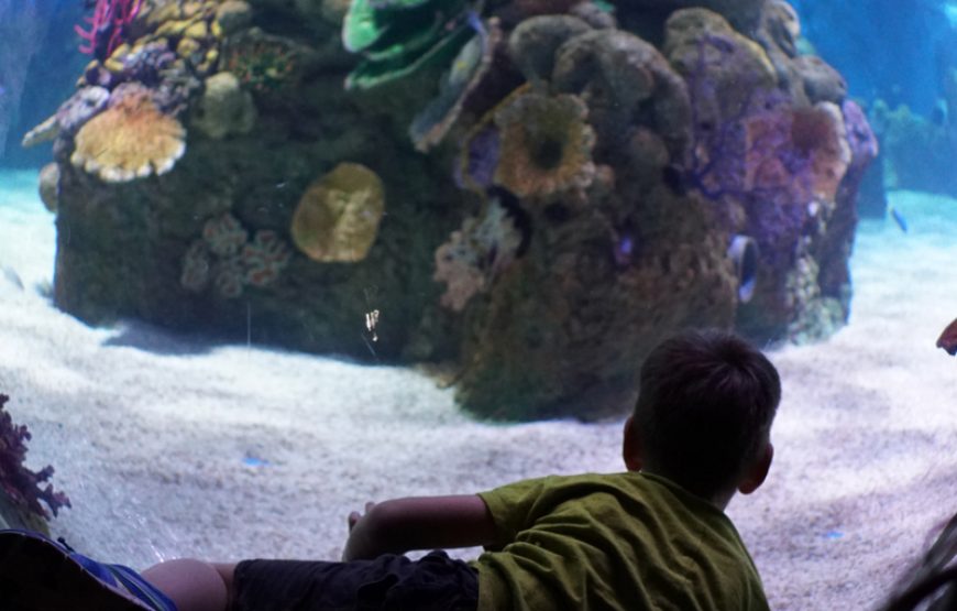 Halb U Boot Glasboot Seascope Ausflug ab Hurghada