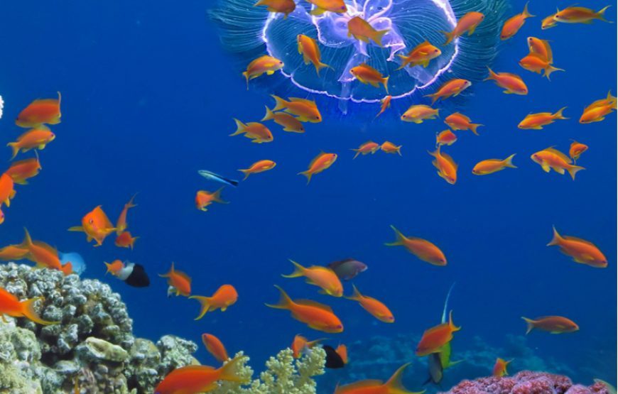 Seascope Hurghada Glasboot Ausflug ab Makadi Bay