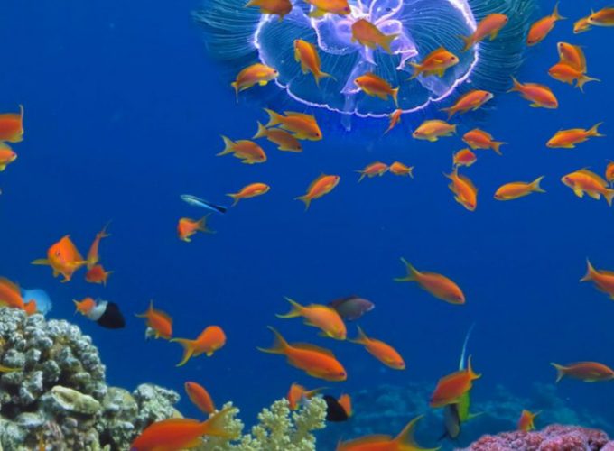 Wracktauchen Hurghada ab Makadi Bay