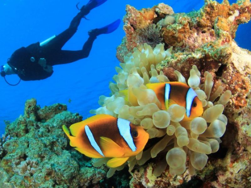 Padi Scuba Diving Anfängerkurs Tauchschein