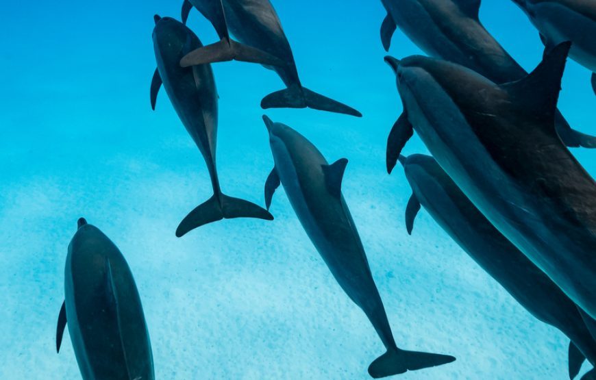 Wracktauchen Hurghada ab Makadi Bay