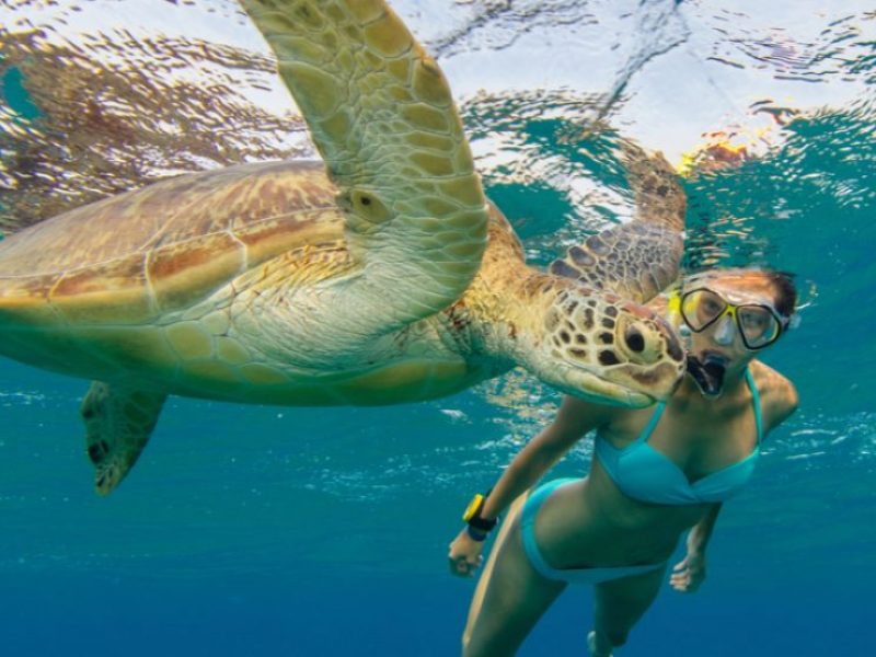 Abu Dabab Turtle Bay Schnorcheln