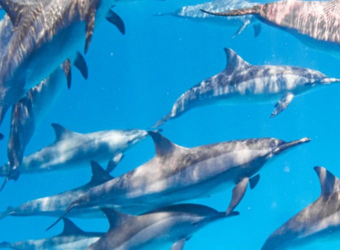 Samadai Reef Delfin Haus Schnorcheln