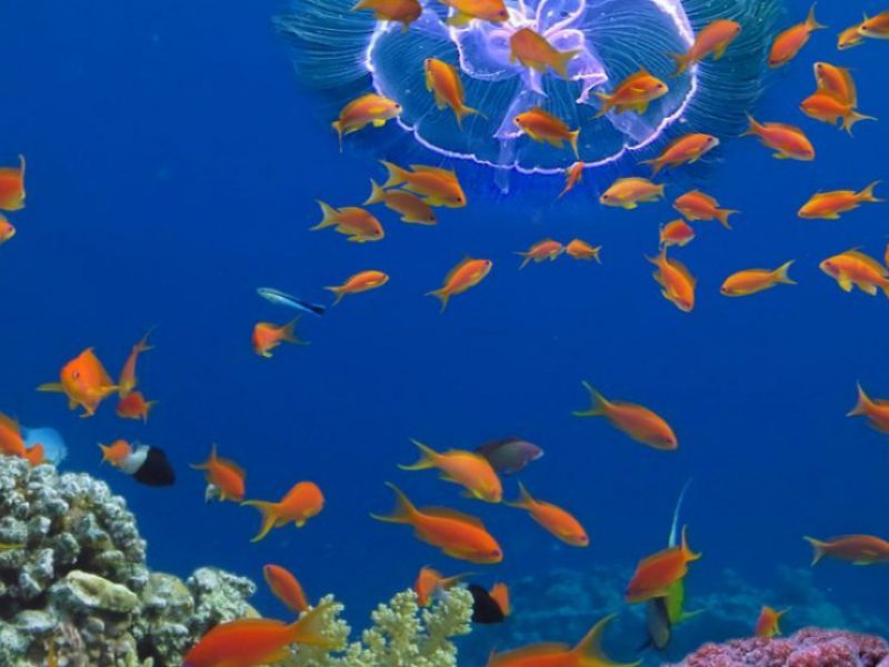 Tauchen Port Ghalib Marsa Alam Marsa Mubarak