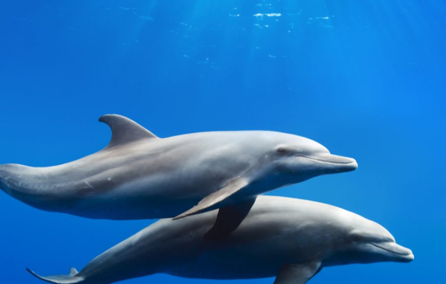 Sataya Reef Marsa Alam Delfin Haus Dolphin house Schnorcheln 2024